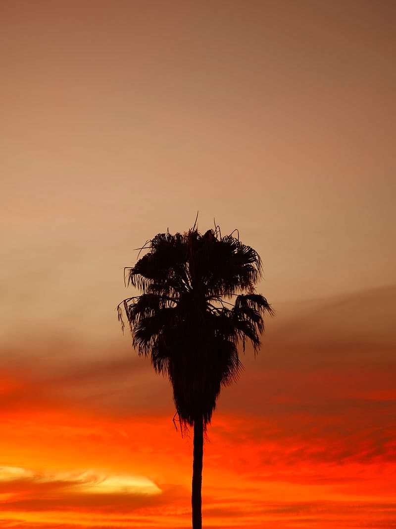 A Sunset for New York: Palma XIII — view 1