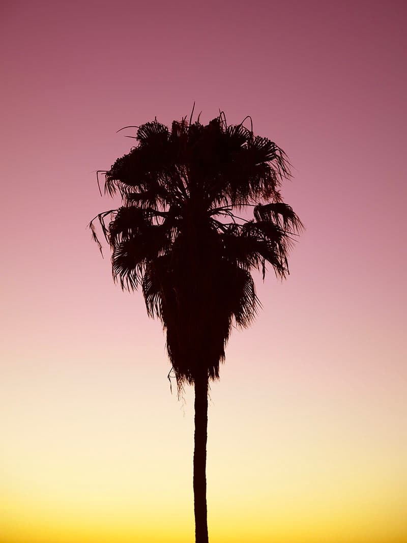 A Sunset for New York: Palma XV — view 1