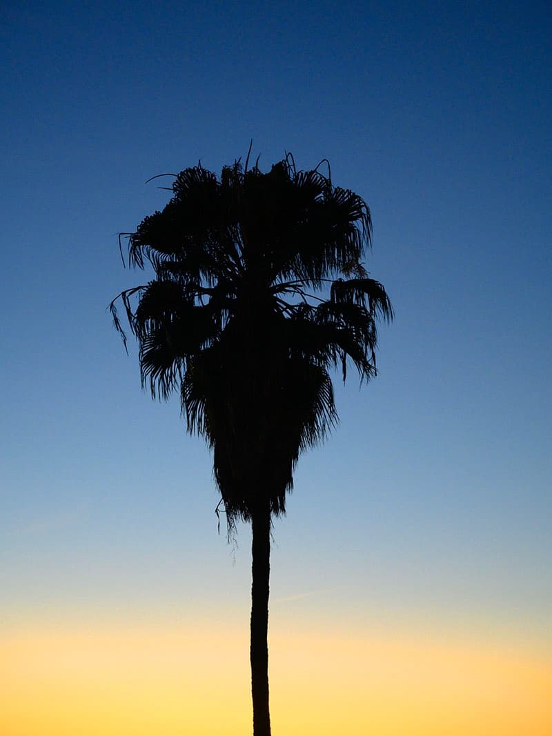 A Sunset for New York: Palma XIV — view 1