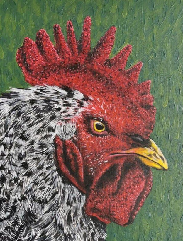 Rooster portrait — view 2