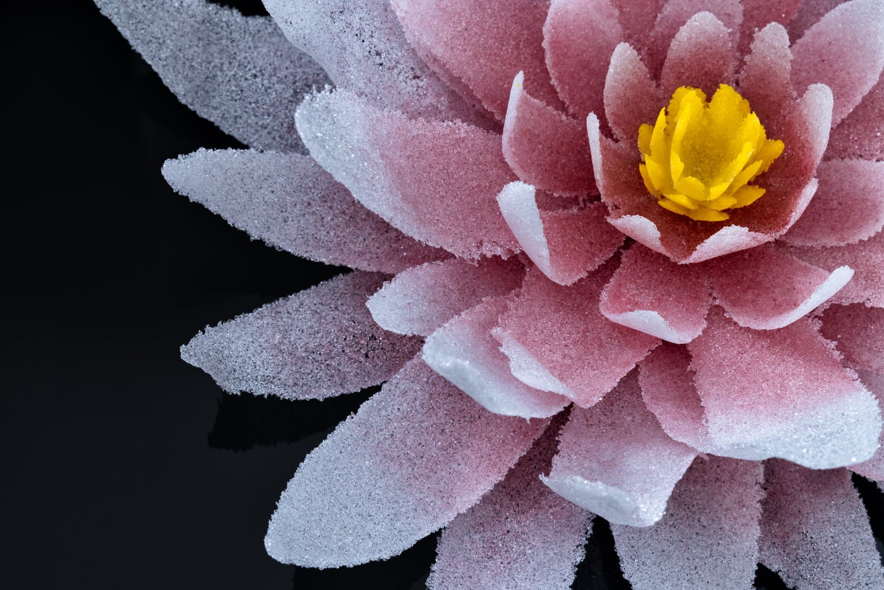 Ruby Lotus — view 1