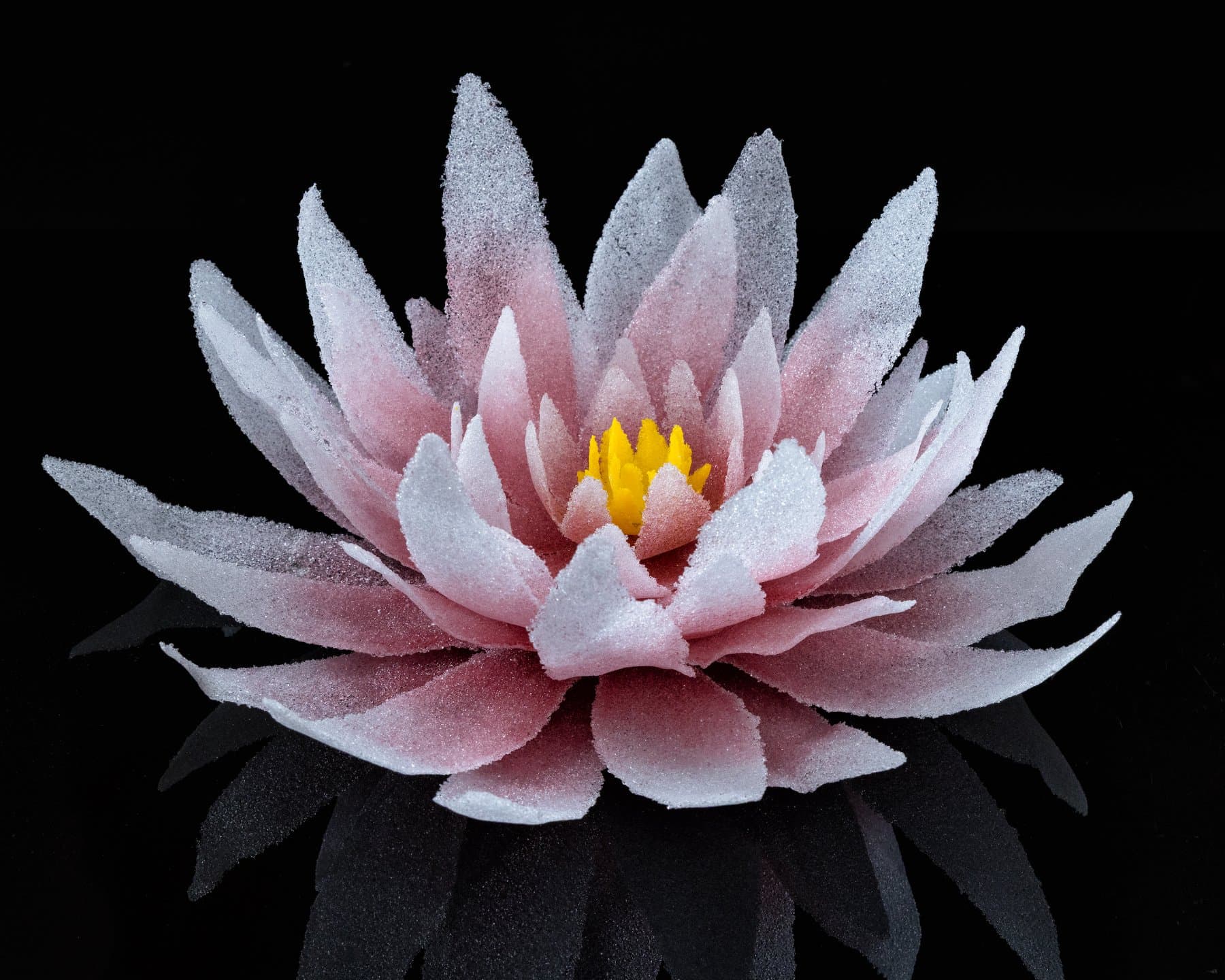 Ruby Lotus — view 2