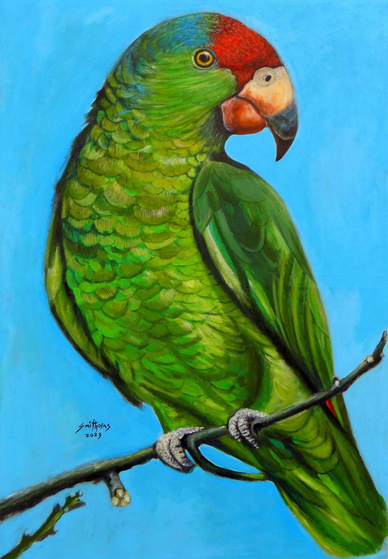 Oh Parrot — view 1
