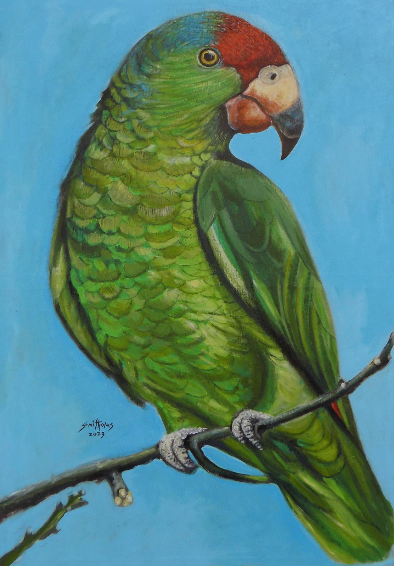 Oh Parrot — view 2
